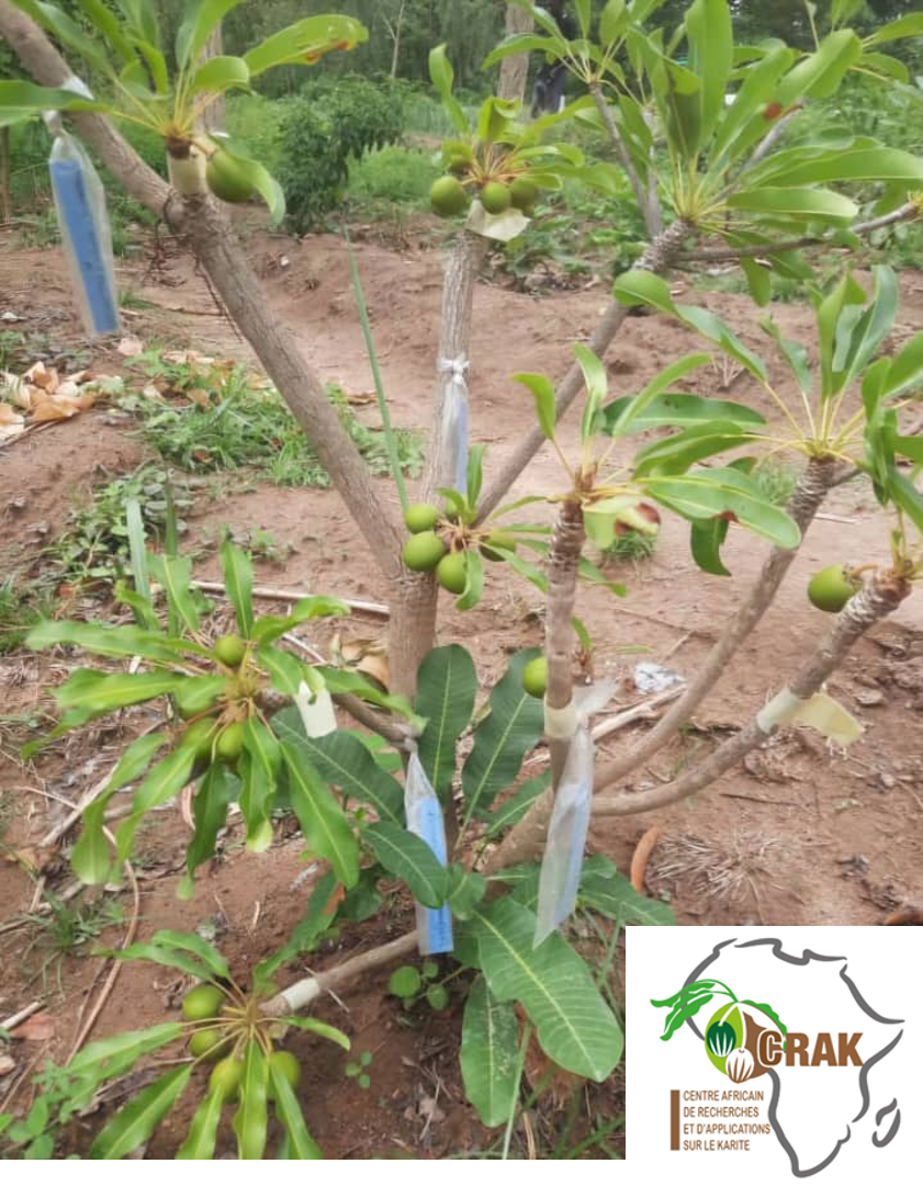 Plants greffés de karité